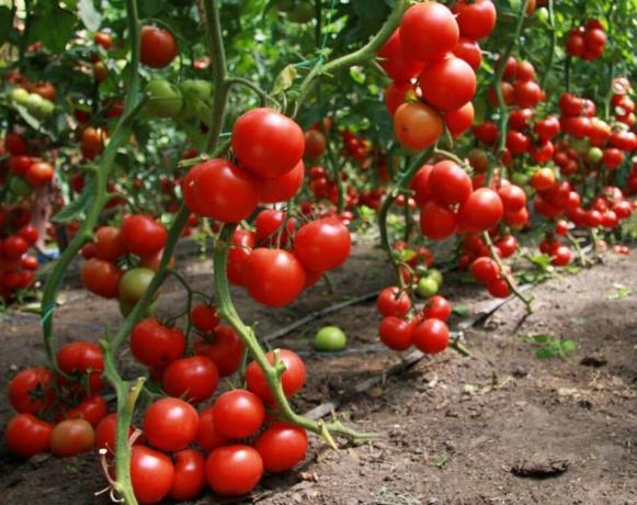 Kuidas saada hea saagi tomatid