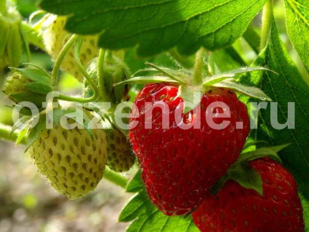 Saagi maasikad. Illustratsioon artikkel kasutatakse standardset litsentsi © ofazende.ru