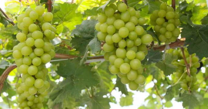 Hoolitse viinamarjad. Illustratsioon artikkel kasutatakse standardset litsentsi © ofazende.ru