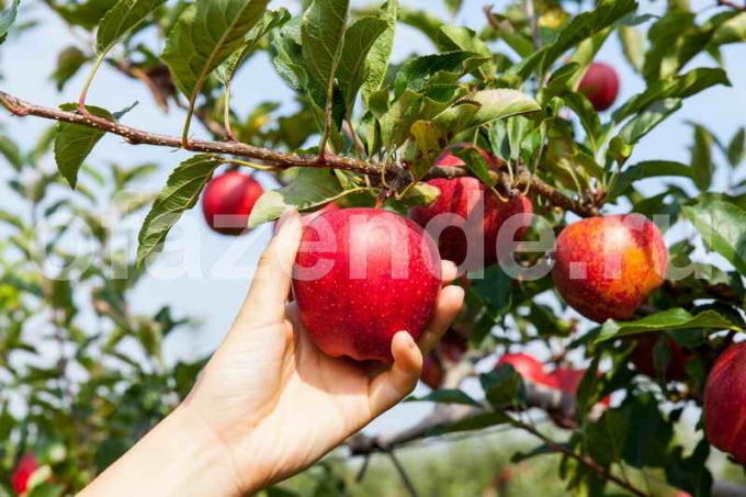 Õunapuud aias. Illustratsioon artikkel kasutatakse standardset litsentsi © ofazende.ru