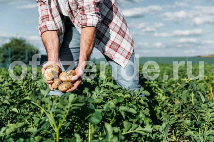 Hoolitse kartulid. Illustratsioon artikkel kasutatakse standardset litsentsi © ofazende.ru
