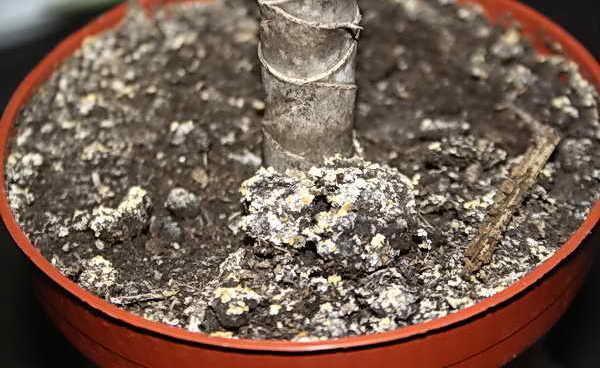 Valge seen lillepotid: Kus ja kuidas lahti saada