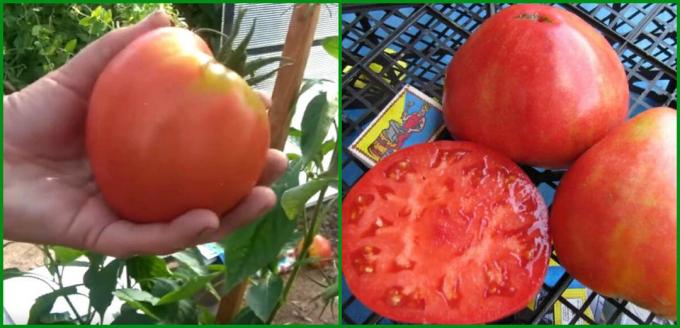 5 Parim saagikusega ja produktiivne sorte tomatid kasvavad kasvuhoones ja avamaal 2020