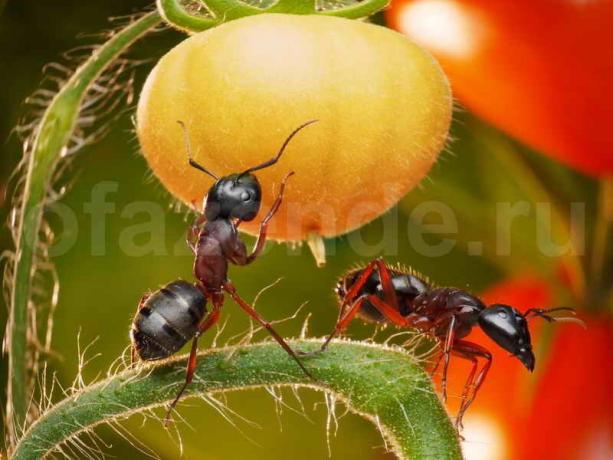 Vabaneda sipelgad. Illustratsioon artikkel kasutatakse standardset litsentsi © ofazende.ru