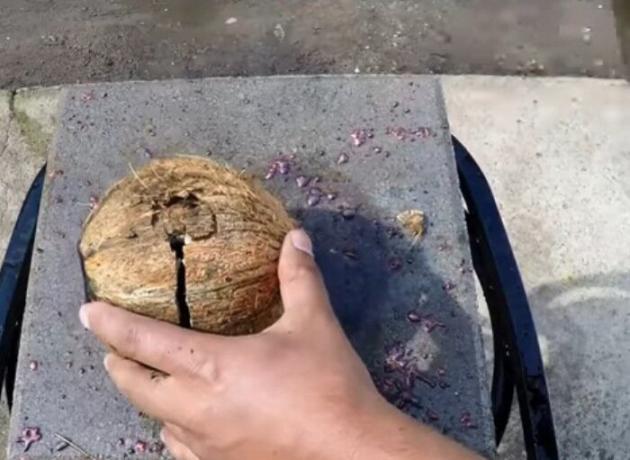 Coconut prauhti haamriga välja saada seda metallist palli.