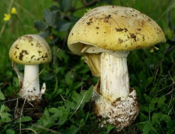 10 liiki mürgiseid seeni, mis on parem jätta metsa