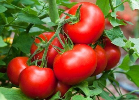 Tõhus viis, kuidas aidata kasvada magus tomatid