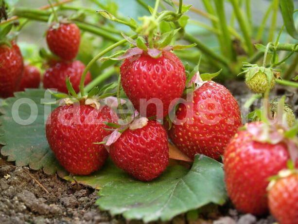 Kasvav maasikad. Illustratsioon artikkel kasutatakse standardset litsentsi © delniesoveti.ru