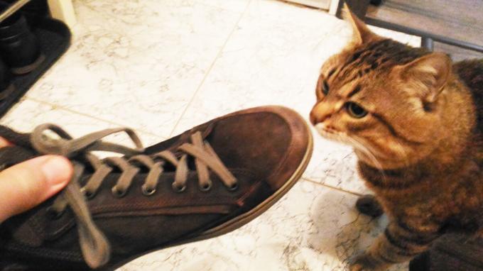 Nõustumine kingad minu kass.