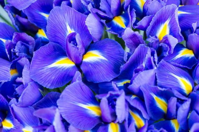 Blooming Iris. Illustratsioon artikkel kasutatakse standardset litsentsi © ofazende.ru