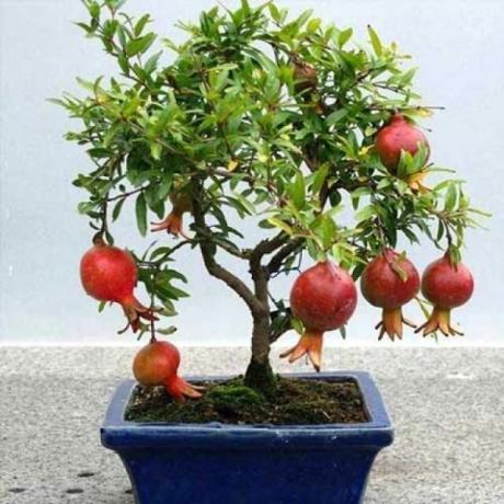 Granaatõuna sobib kasvatamiseks bonsai tehnikat