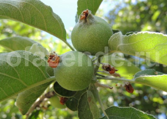 Munasarja õunad filiaal. Illustratsioon artikkel kasutatakse standardset litsentsi © ofazende.ru