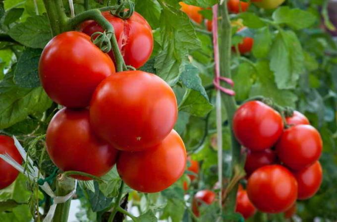 Harvest tomatid. Illustratsioon artikkel kasutatakse standardset litsentsi © ofazende.ru