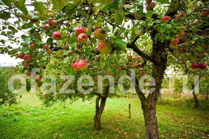 Hoolitse õunapuud. Illustratsioon artikkel kasutatakse standardset litsentsi © ofazende.ru