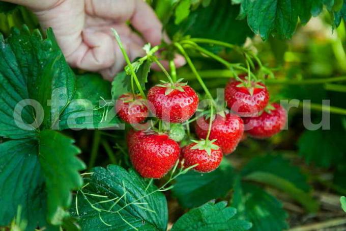 Kasvav maasikad. Illustratsioon artikkel kasutatakse standardset litsentsi © ofazende.ru