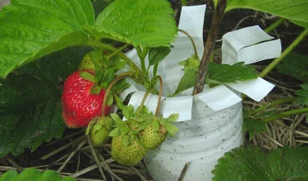 Tee varukoopia maasikaid jäägid materjalidest: 4 ideid