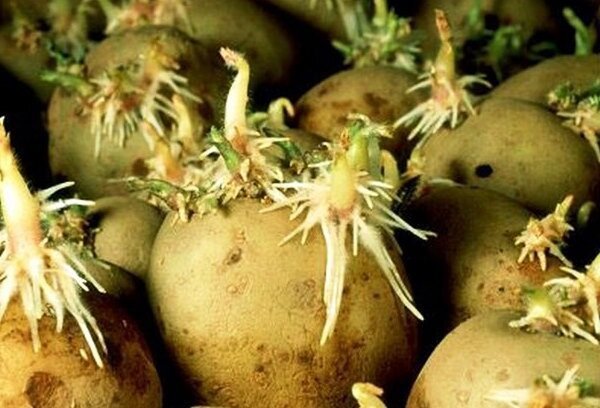 Nõuetekohase ettevalmistamise enne istutamist kartul, mis annab rikkaliku saagi