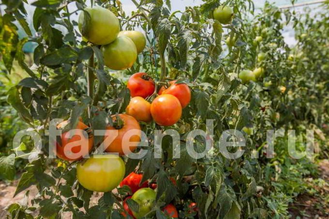 Care tomatid. Illustratsioon artikkel kasutatakse standardset litsentsi © ofazende.ru