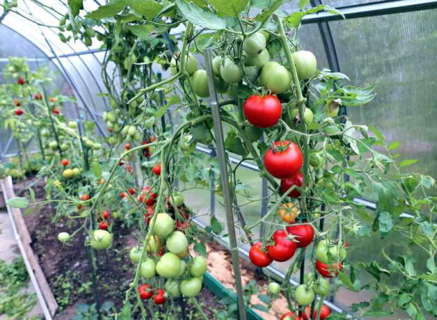 Kuidas kasvatada tomateid kasvuhoones