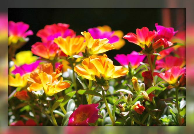 Purslane dekoratiivsed - suurepärane õitsemist vaip oma aeda ja lillepeenraid