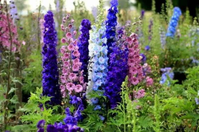 Kasvav delphiniums seemnest kodus