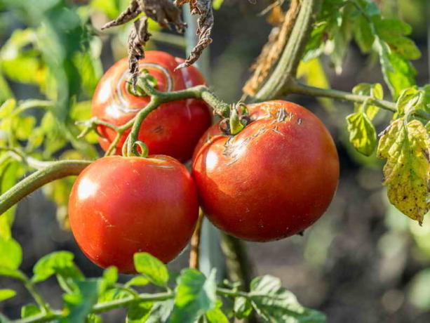 Praod tomatite. Illustratsioon artikkel kasutatakse standardset litsentsi © ofazende.ru