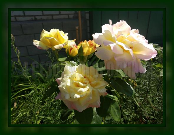 4 lihtsad reeglid ümberistutamiseks roosid sügisel, mis on vajalikud selleks, kui soovite luksus bush