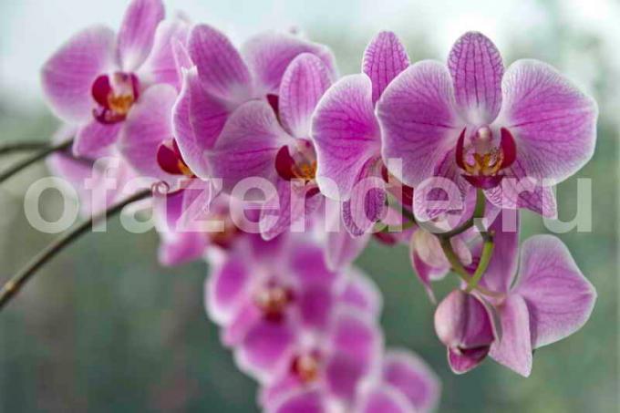 Kasvav orhideed. Illustratsioon artikkel kasutatakse standardset litsentsi © ofazende.ru