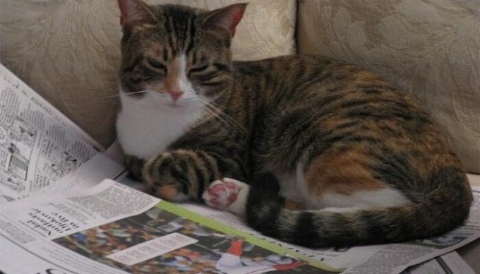 Eco-sõbralik, taaskasutatavate kord nädalas lemmikloomade allapanu. / Foto: tuxedo-cat.co.uk