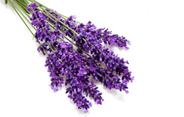 Lavendel aitab vabaneda mitte ainult koidest, vaid ka teistest lendavatest parasiitidest