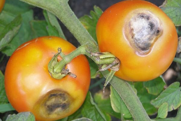 Brown-pruunid laigud lehed tomatid: mis see on ja kuidas võidelda