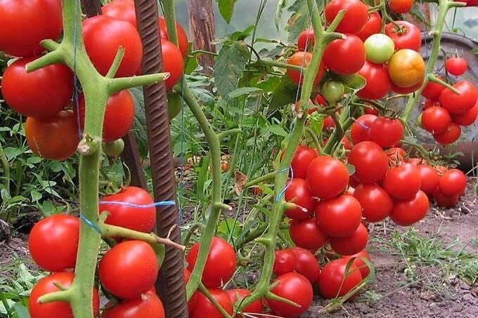 Kuna mul on peaaegu 2-kordset suurenemist saagis tomat lihtsa sidemega