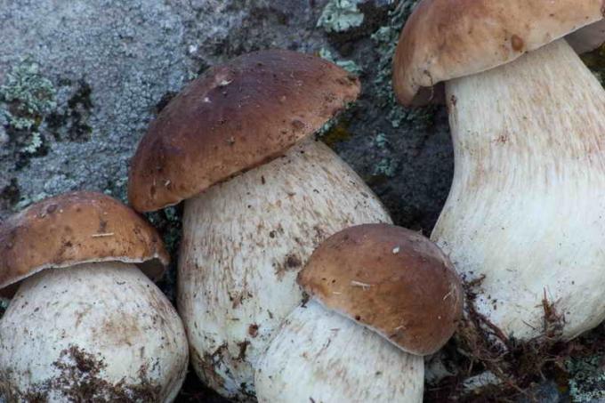 Saagikoristus valge seened (Foto kasutada alla tüüplitsentsi © ofazende.ru)