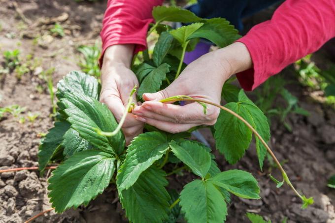 9 saladusi kasvav suur maasikas