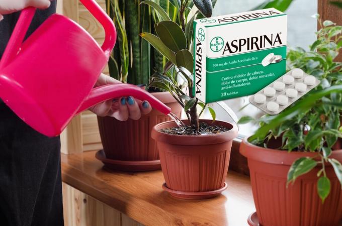 Aspiriin - tõeline leid lilled talvel. Mis see on ja kuidas rakendada