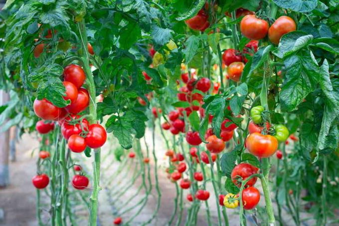 RIPSKUDE tomatid. Illustratsioon artikkel kasutatakse standardset litsentsi © ofazende.ru