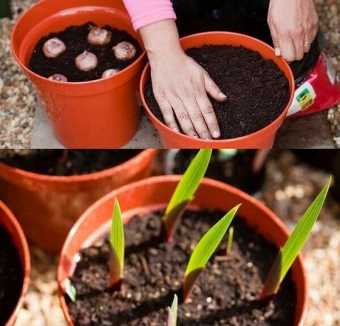 Seemnekasvatuse meetod gladioolide mõningaid raskusi, nii aednikud uustulnukad kasuta seda ei soovitata. Kvaliteetne funktsioone ei saa alati läbinud täpselt läbi seemned. Paljundamine kaasaegse hübriidid gladioolide ei õnnestu. Seed meetod harjutanud kasvatajad, et arendada uusi sorte. Kui soovite kasvatada gladiool seemnetest, on vaja omandada istutusmaterjali kvaliteetne. Üldjuhul seemned esitatud spetsialiseerimata kauplustes, on hoolikalt valitud ja täielikult järgima erinevaid.