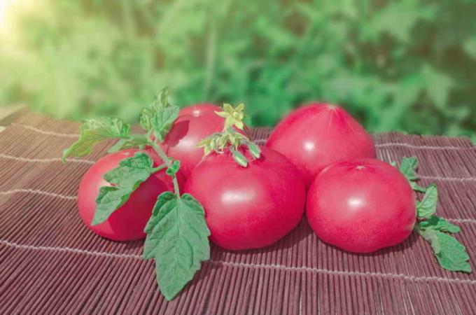 Vintage roosa tomatid. Illustratsioon artikkel kasutatakse standardset litsentsi © ofazende.ru