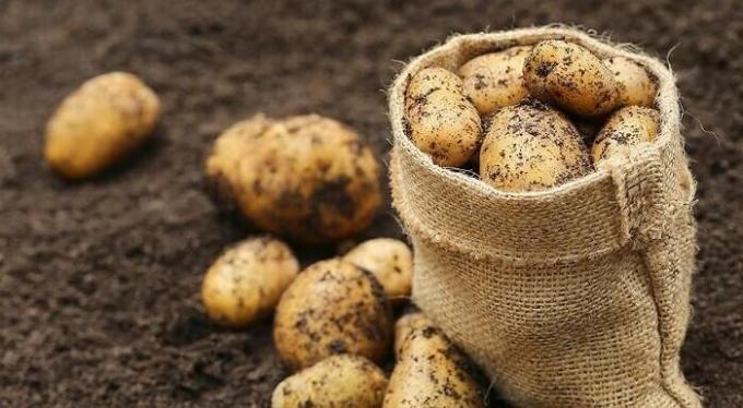 Kuidas valmistada ette sügisel all kartulid ja siis saad hea saagi