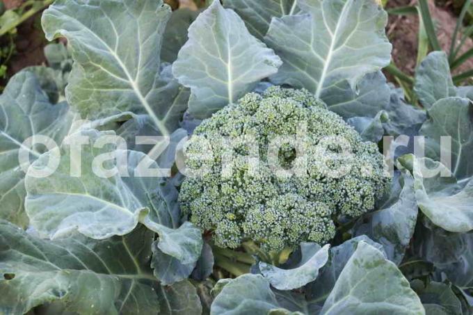 Kasvav brokoli. Illustratsioon artikkel kasutatakse standardset litsentsi © ofazende.ru
