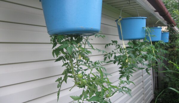 Algne meetod kasvav tomatid kuni juured
