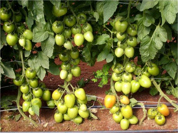 5 parimat sordid saada varajase alamõõdulised (!) Tomatid avamaal (2020)