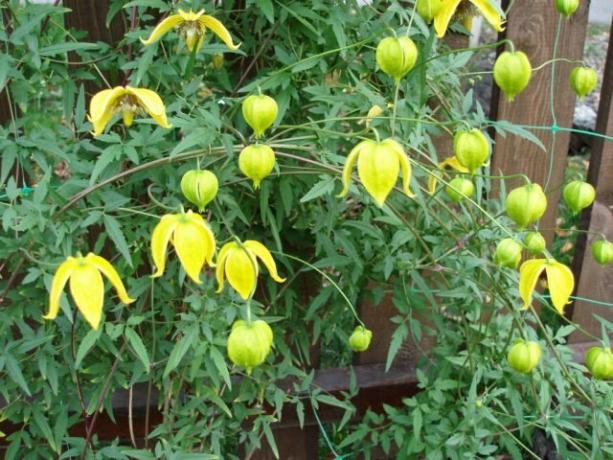 Külmakindel taimed: 5 värvi, kergesti ellujäänud karm talv