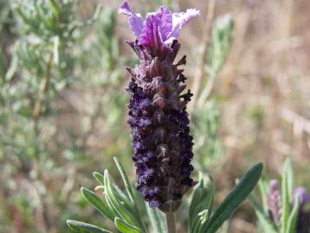Lavendel: liiki, keetmine, kasulikud omadused