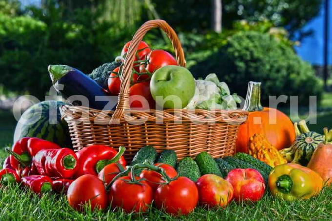 Köögiviljakasvatuses. Illustratsioon artikkel kasutatakse standardset litsentsi © ofazende.ru
