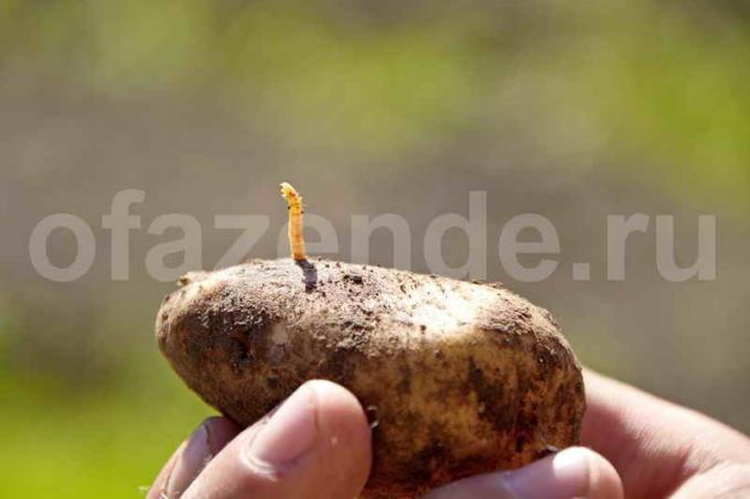 Traatusse kartuli. Illustratsioon artikkel kasutatakse standardset litsentsi © ofazende.ru