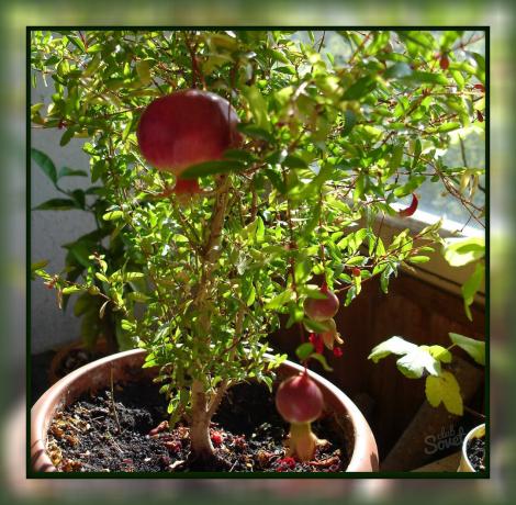 Kuidas kasvatada granaatõuna kodus, nii et saate pidu maitsev puu otse aknalaual!