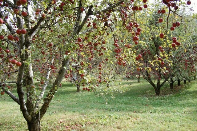 õunapuuaiaga