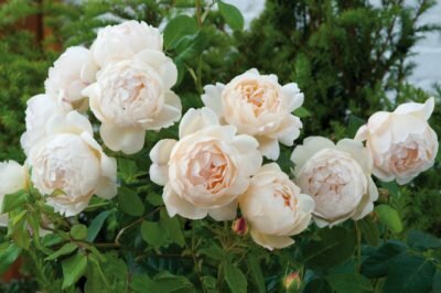 Inglise Roses David Austin - lapsed queen