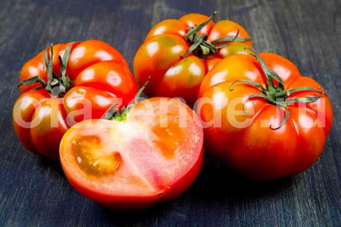 Tomatid. Illustratsioon artikkel kasutatakse standardset litsentsi © ofazende.ru